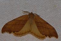 Falcaria lacertinaria