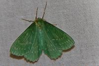 Geometra papilionaria