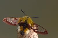 Hemaris fuciformis