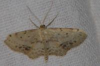 Idaea dimidiata