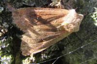 Eupsilia transversa
