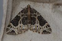 Ecliptopera silaceata