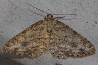 Ectropis crepuscularia