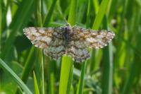 Ematurga atomaria