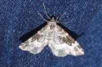 Epirrhoe alternata