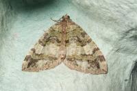 Hydriomena furcata