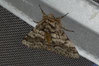 Lycia hirtaria