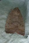 Ipimorpha subtusa