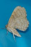 Euchoeca nebulata