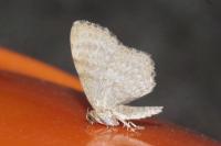 Euchoeca nebulata