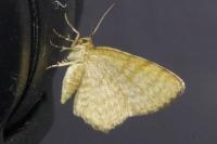 Euchoeca nebulata