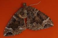 Eulithis prunata