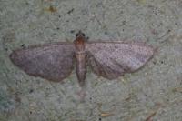 Eupithecia haworthiata