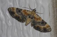 Eupithecia linariata/pulchellata/pyreneata