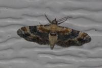 Eupithecia linariata/pulchellata/pyreneata