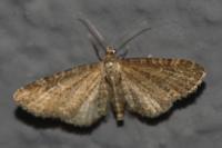 Eupithecia vulgata