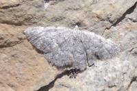 Gnophos furvata