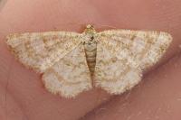 Heliomata glarearia