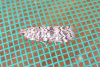 Dioryctria abietella