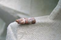 Acrobasis repandana