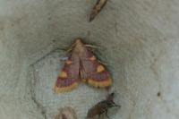 Hypsopygia costalis