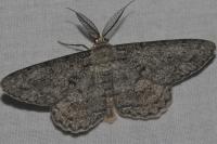 Hypomecis roboraria