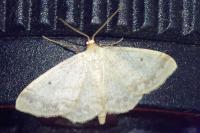 Idaea biselata