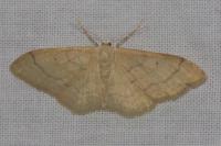 Idaea deversaria