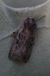 Xestia agathina