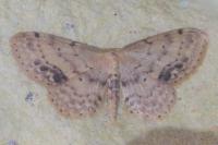 Idaea dimidiata