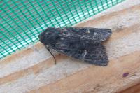 Aporophyla nigra