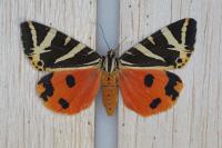 Euplagia quadripunctaria