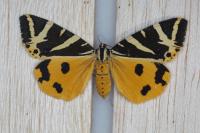 Euplagia quadripunctaria