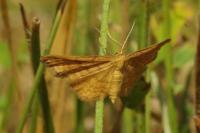 Idaea serpentata