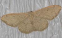 Idaea straminata