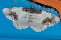 Ligdia adustata