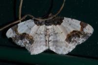 Ligdia adustata