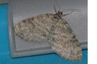 Lobophora halterata