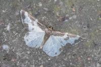 Lomaspilis marginata