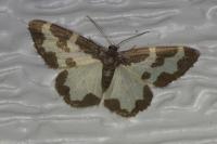Lomaspilis marginata