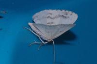 Lomographa temerata