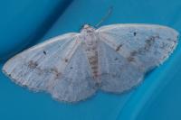 Lomographa temerata