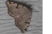 Macaria wauaria