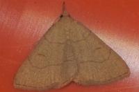 Paracolax tristalis