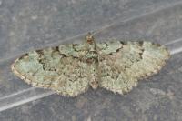 Pasiphila rectangulata