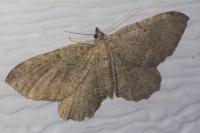 Philereme vetulata