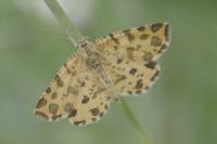 Pseudopanthera macularia