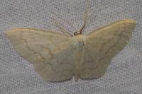 Scopula floslactata