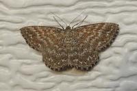 Scopula immorata