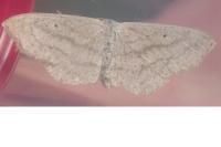Scopula nigropunctata